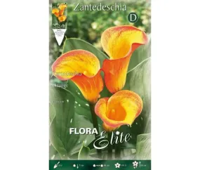 Bulbo De Calla Zantedeschia Naranja